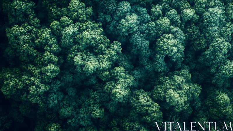 Dense green forest canopy viewed from high vertical angle.