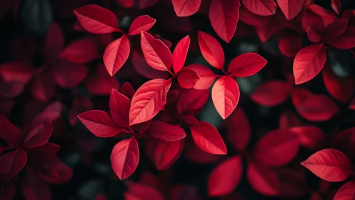 Scarlet leaves weave a velvety tapestry of whispered light.
