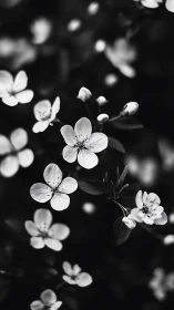 Delicate Flowers in Monochrome. Black and white botanical study.