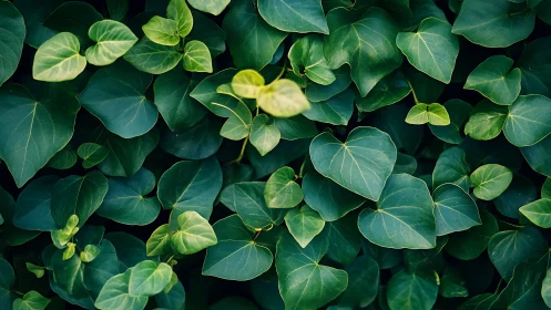 Dense heart-shaped foliage under diffuse natural daylight illumination