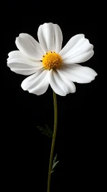 White Cosmos Bipinnatus with Golden Center Disk, Black Background Isolation