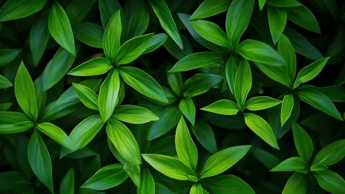 Lush green foliage forms repeating radial leaf patterns