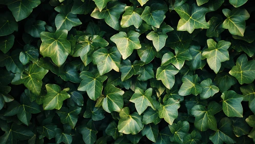 Dense ivy foliage forms a uniform, textural green canopy