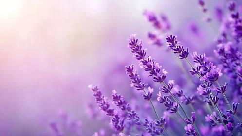 Lavender Field in Soft Focus: Botanical Depth Composition.