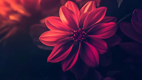 Neon Dahlia Bloom Against Darkness.