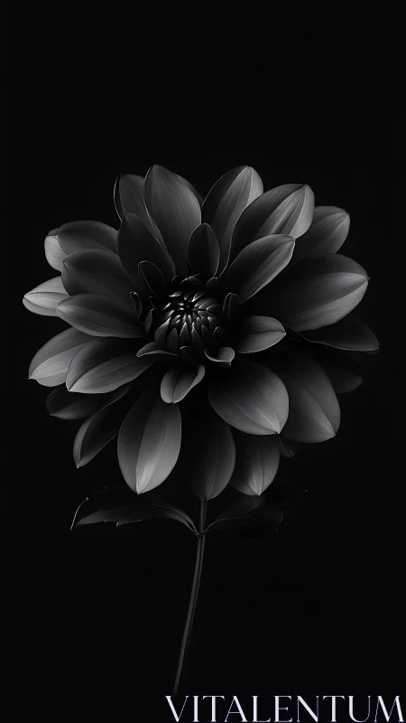 Monochromatic Dahlia with Layered Petals Rendered in High-Contrast Black and White Studio Photograph
