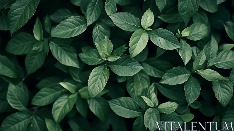 Top-down macro view of dense green foliage leaf canopy