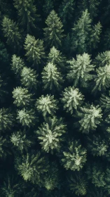 High-altitude aerial view maps dense conifer canopy structure