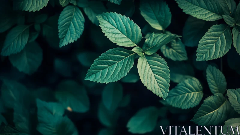 Macro botanical study of teal-tinted compound leaves in shade