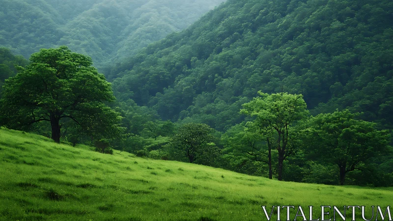 Dense green hillside forest recedes into misty, layered valleys