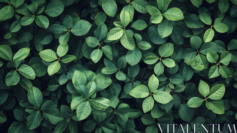 Gentle green leaves create a soothing natural wall of calm
