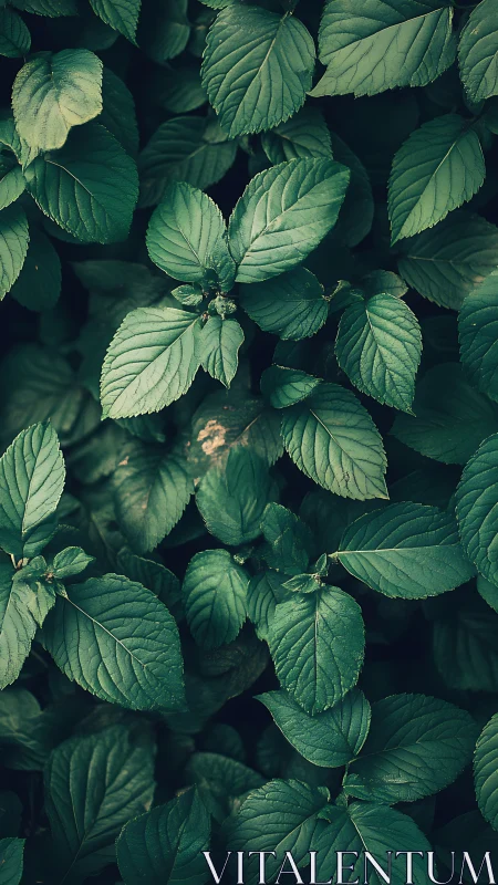 Dense green foliage with layered leaves in soft light.