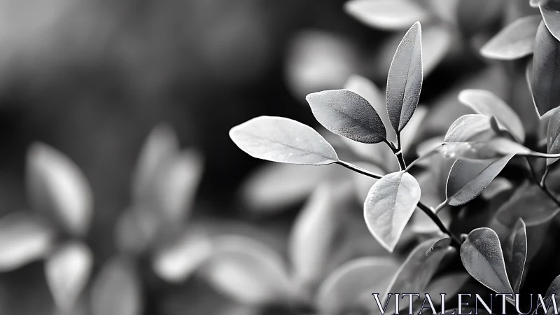 Monochrome closeup captures minimal foliage in soft focus.