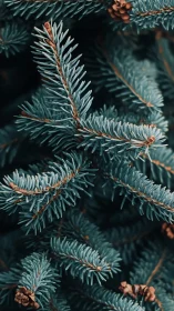 Macro study of blue spruce needles in shallow depth of field.