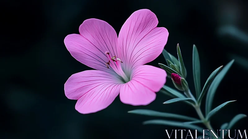 Pink Five-Petal Bloom Against Twilight Shadows.
