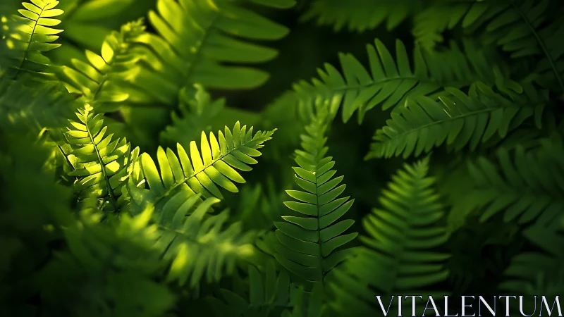 Sunlit green fern leaves in deep natural foliage shade.