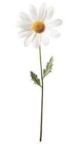 Garden Radiance: A Simple Daisy's Elegant Grace.