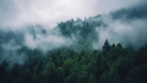 Evergreen Cathedral Breathing Through Mist and Mountain Memory