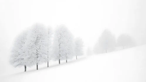 Minimalist winter grove dissolves into high-key atmospheric fog