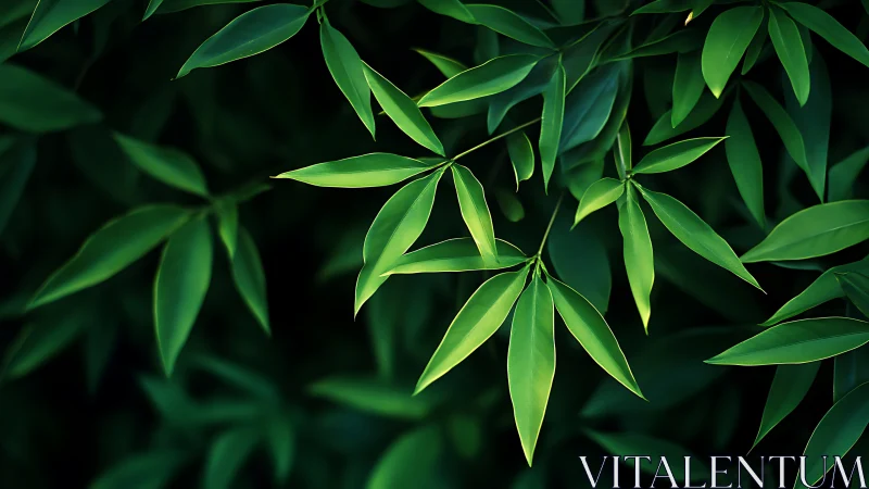 Gentle green bamboo leaves stretch softly into quiet shade