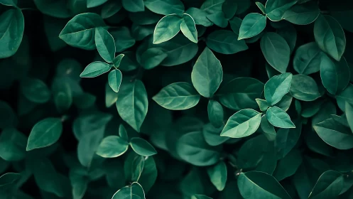 Quiet emerald leaves weaving a calm green hideaway.