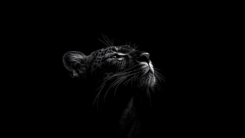 Low key chiaroscuro rendering of upward gazing black panther.