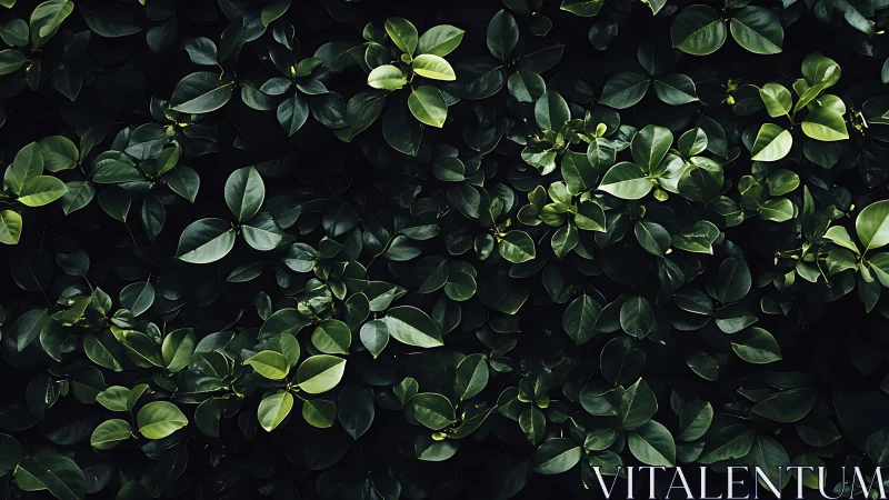 Lush green leaves create a calm, deeply shaded garden wall
