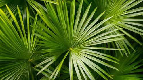 Radial palm leaves form vibrant geometric green pattern.