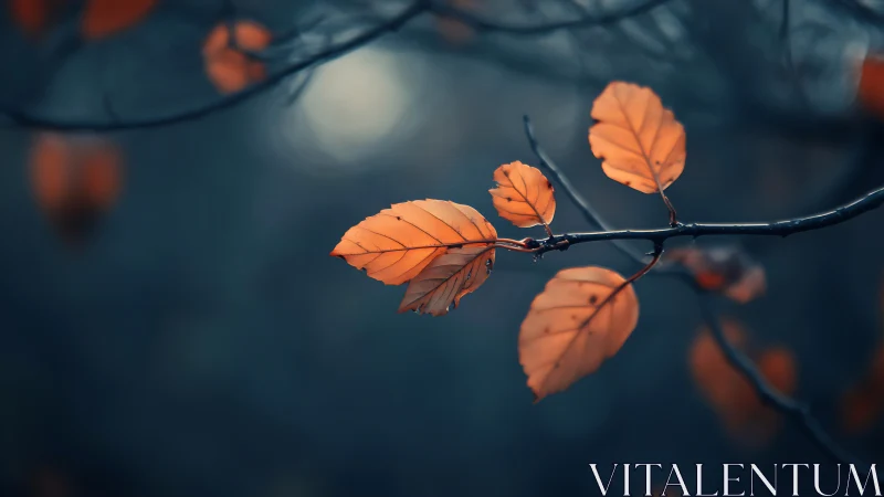 Orange autumn leaves on dark branches in soft focus.
