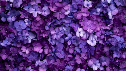 Dense Clustering of Purple Flowers in Dense Arrangement.