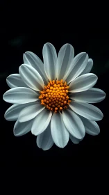 White Daisy with Golden Center Against Black Background.