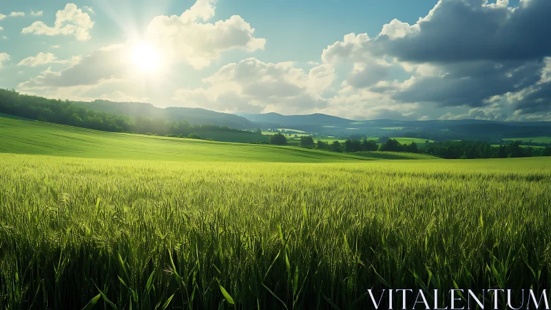 Photorealistic sunlit wheat plain with layered rural horizon.
