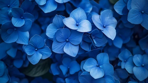 Blue hydrangea flowers display dense clustered petals in shallow focus.