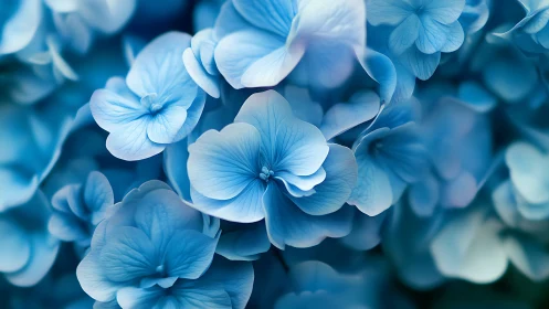 Delicate Blue Hydrangea Flowers in Soft Focus.