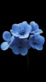 Blue delicate petaled flowers against pure black background. Macro.
