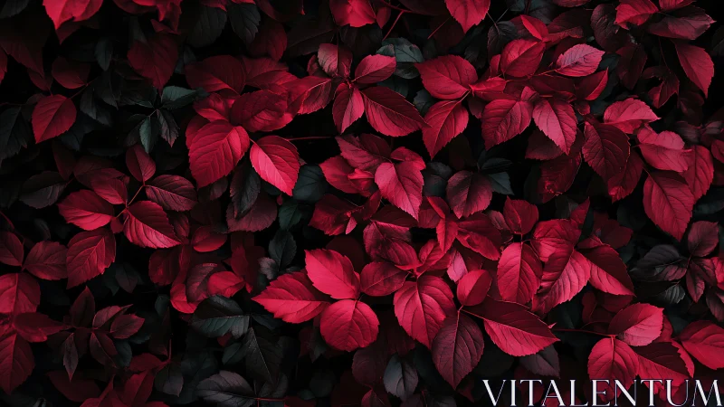 Crimson foliage canopy with low-key contrast and fine leaf detail.