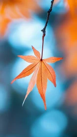 Solitary maple star hangs quietly in a soft bokeh sky