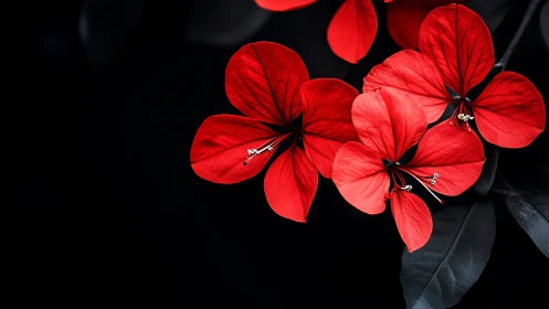 Vibrant red geranium cluster against deep black background.