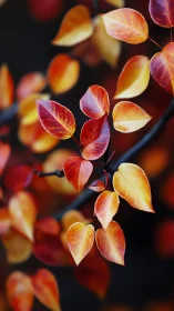 Scarlet pear leaves drift like tiny lanterns through dusk