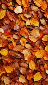 Top-down study of overlapping autumn leaves in warm spectral hues