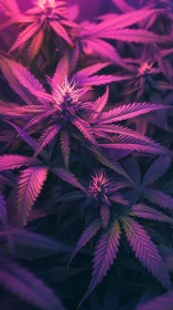 Cannabis inflorescences under magenta hydroponic grow lighting.