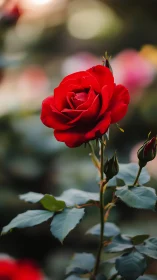Red rose bloom with buds and foliage, shallow depth of field.