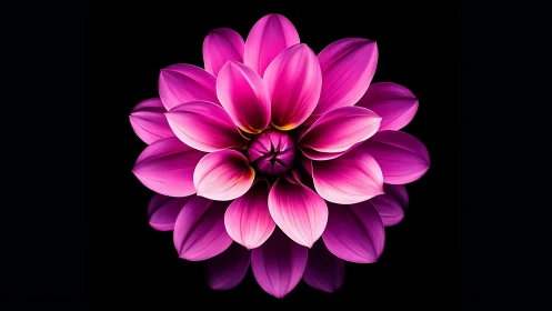 Magenta Bloom Unfolds with Luminous Petals.