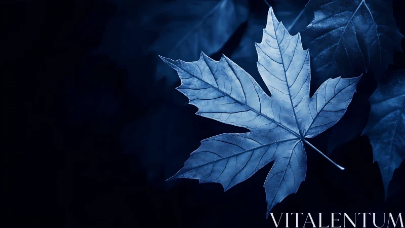 Monochrome maple leaf study in cool-toned photographic focus.