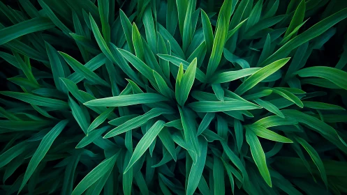 Top-down view shows dense cluster of elongated green leaves