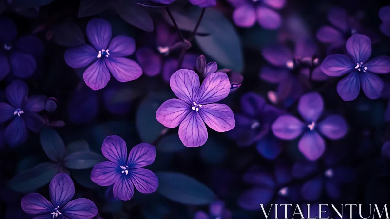 Luminescent Purple Petals in Nocturnal Bloom.