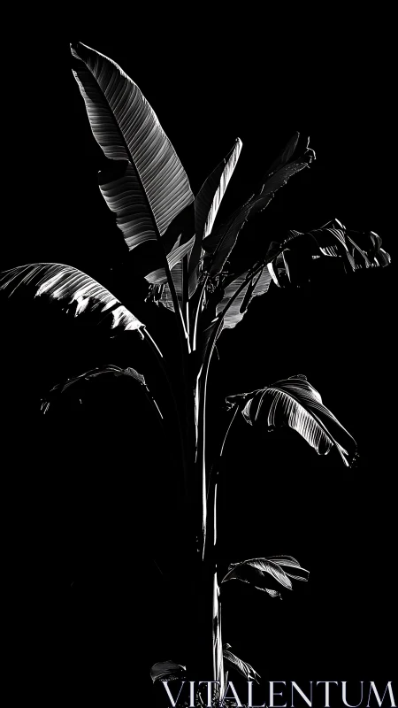 Monochrome banana plant isolated against deep black background.