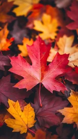 Single red maple leaf lies centered among blurred foliage