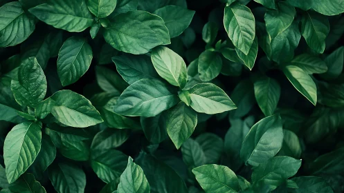 Top-down view records dense overlapping green foliage