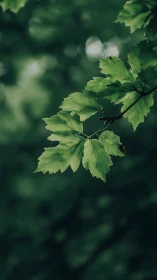 Selective focus isolates verdant maple leaves against bokeh field